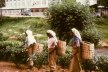 Tea Pickers